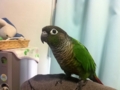[Conure][ウロコインコ]