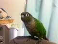 [Conure][ウロコインコ]