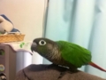 [Conure][ウロコインコ]