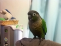 [Conure][ウロコインコ]