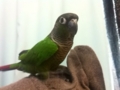 [Conure][ウロコインコ]