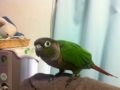 [Conure][ウロコインコ]