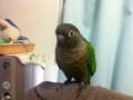 [Conure][ウロコインコ]