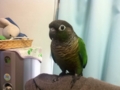 [Conure][ウロコインコ]
