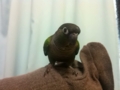 [Conure][ウロコインコ]
