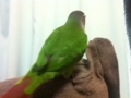 [Conure][ウロコインコ]