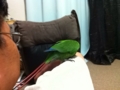 [Conure][ウロコインコ]