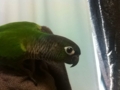 [Conure][ウロコインコ]