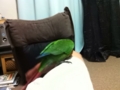 [Conure][ウロコインコ]