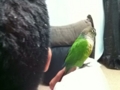 [Conure][ウロコインコ]