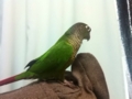 [Conure][ウロコインコ]