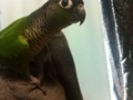 [Conure][ウロコインコ]