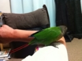 [Conure][ウロコインコ]