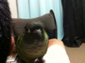 [Conure][ウロコインコ]