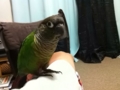 [Conure][ウロコインコ]