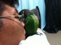 [Conure][ウロコインコ]