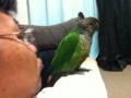 [Conure][ウロコインコ]