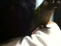 [Conure][ウロコインコ]