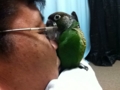 [Conure][ウロコインコ]
