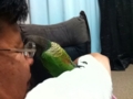 [Conure][ウロコインコ]
