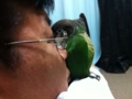 [Conure][ウロコインコ]