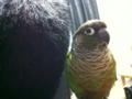 [Conure][ウロコインコ]