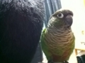 [Conure][ウロコインコ]