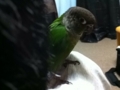 [Conure][ウロコインコ]