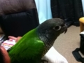 [Conure][ウロコインコ]