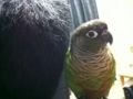[Conure][ウロコインコ]