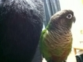 [Conure][ウロコインコ]