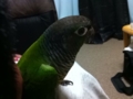 [Conure][ウロコインコ]