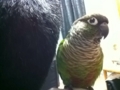 [Conure][ウロコインコ]