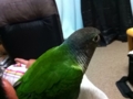 [Conure][ウロコインコ]