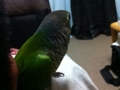 [Conure][ウロコインコ]