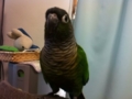 [Conure][ウロコインコ]