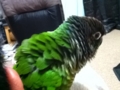 [Conure][ウロコインコ]