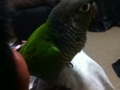 [Conure][ウロコインコ]