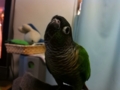 [Conure][ウロコインコ]