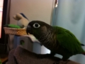 [Conure][ウロコインコ]
