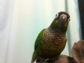 [Conure][ウロコインコ]