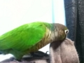 [Conure][ウロコインコ]
