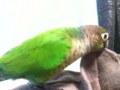 [Conure][ウロコインコ]