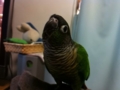 [Conure][ウロコインコ]