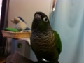 [Conure][ウロコインコ]