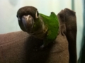 [Conure][ウロコインコ]
