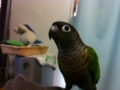 [Conure][ウロコインコ]