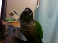 [Conure][ウロコインコ]