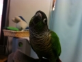 [Conure][ウロコインコ]