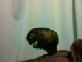 [Conure][ウロコインコ]